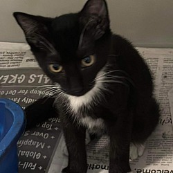 Photo of Paisley's Kitten: Panda 16019