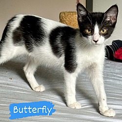 Thumbnail photo of Butterfly #1