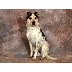 Photo of JUNIE B
