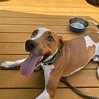 adopt a pet