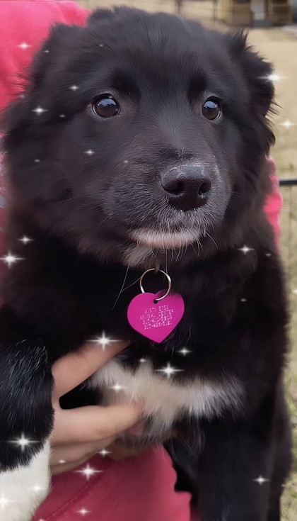 Avon, IN - Finnish Spitz/Bernese Mountain Dog. Meet Bart a Pet for