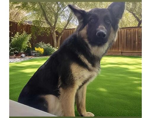 Downey, CA - German Shepherd Dog. Meet LOKI a Pet for Adoption ...