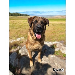 Thumbnail photo of Duke #2