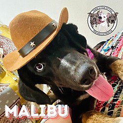 Thumbnail photo of Malibu Loves Stuffies #4