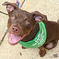 adopt a pet