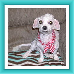 Thumbnail photo of Adopted!!Blossom - IN #2