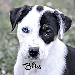 Thumbnail photo of Bliss~adopted! #1