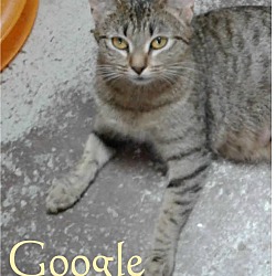 Thumbnail photo of Google #2