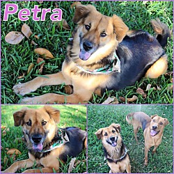 Thumbnail photo of Peanut (Petra) #1