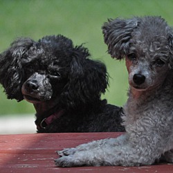 pickets poodles