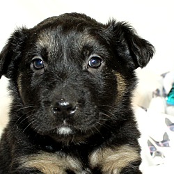 Thumbnail photo of Zia~adopted! #3