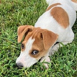Photo of JRT/Fiest Pups Girl