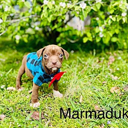 Photo of Marmaduke