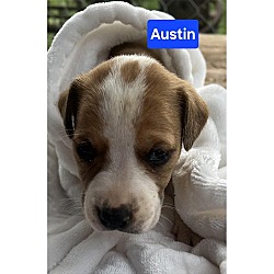 Thumbnail photo of Orphan 4 Austin #1