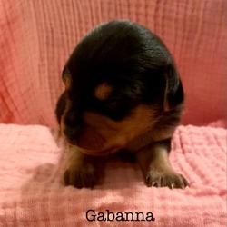 Thumbnail photo of Gabanna #3