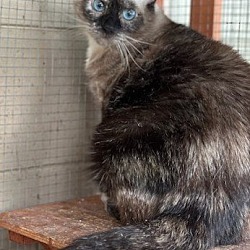 Thumbnail photo of Duck the Seal Point Siamese #4