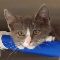 adopt a pet