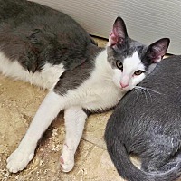 adopt a pet