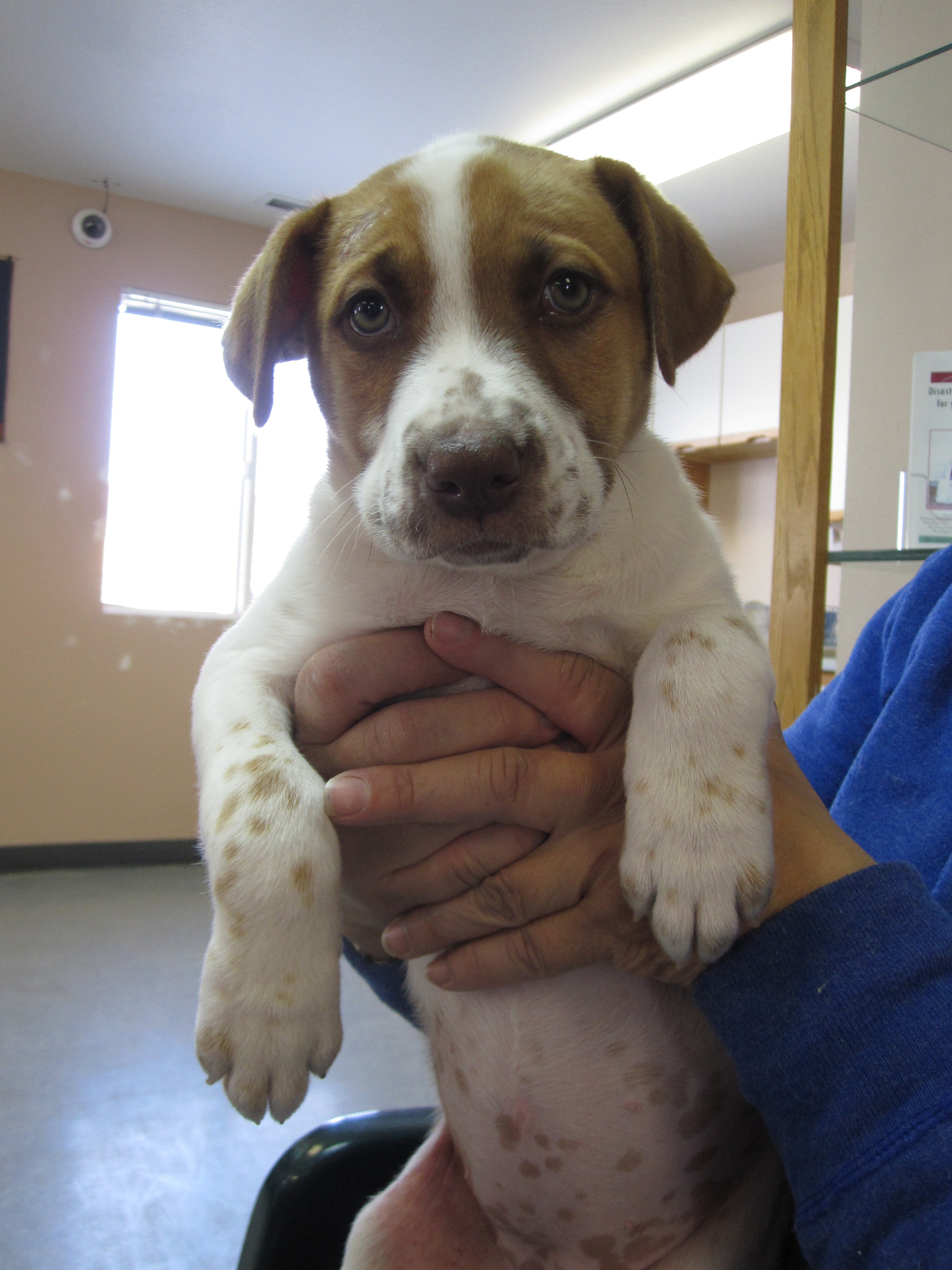 Buffalo Wy German Shorthaired Pointer Meet Sleepy A Pet For