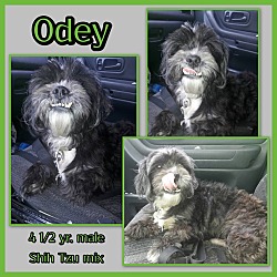 Thumbnail photo of Odey #4