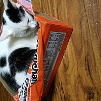 all mutts matter foundation