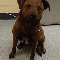 Michigan Humane Society - Westland in Westland, Michigan