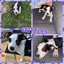 Photo of Skittles