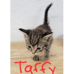 Thumbnail photo of Taffy #1