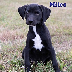 Thumbnail photo of Miles #2