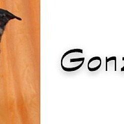 Thumbnail photo of Gonzales #2