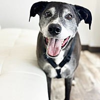adopt a pet