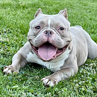 adopt a pet