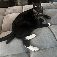 adopt a pet
