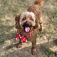 adopt-pet
