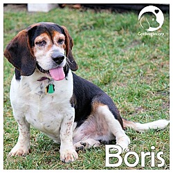 Thumbnail photo of Boris #1