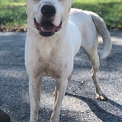 mason county dog pound