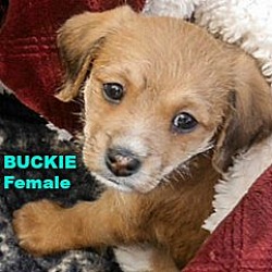 Thumbnail photo of Buckie #1