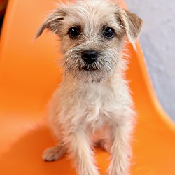 Dog for adoption - EVA, a Border Terrier & Jack Russell Terrier Mix in Pico  Rivera, CA