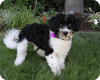 Newport Beach Ca Portuguese Water Dog Meet Kaden A Pet For Adoption Portuguese Water Dog Meet Kaden A Pet