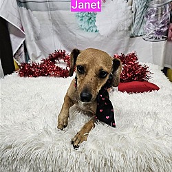 Thumbnail photo of Janet #2