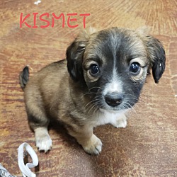 Thumbnail photo of Kismet #1
