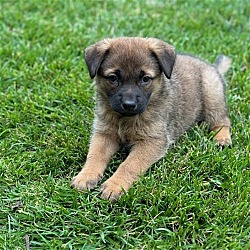 Thumbnail photo of Melody Pup - Ditty - Adopted! #4