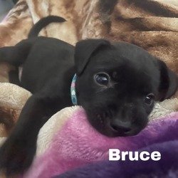 Thumbnail photo of Bruce #1