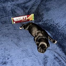 Thumbnail photo of Hershey #4