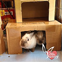 adopt-pet