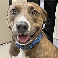 adopt a pet