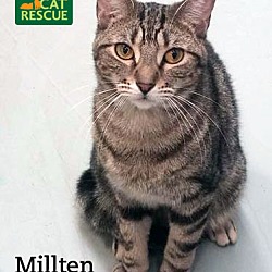 Thumbnail photo of Millten #1