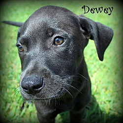 Thumbnail photo of Dewey ~ meet me! #1