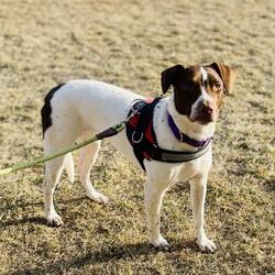Photo of Isla - special needs
