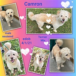 Thumbnail photo of Camron #3